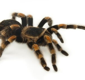 mexican redknee tarantula