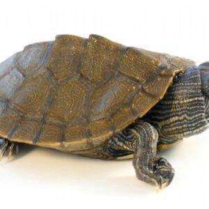 mississippi map turtle