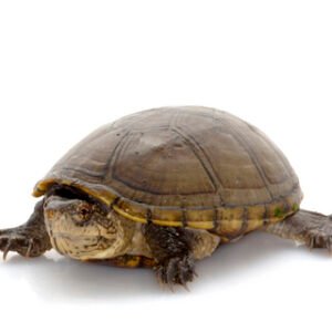 Florida mud turtle