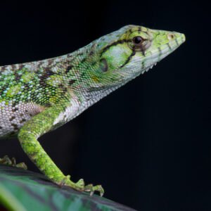 Monkey Anole