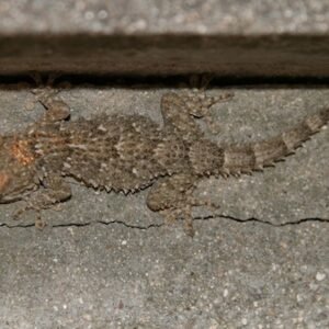 moorish gecko