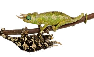mount meru jackson's chameleon