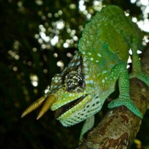trioceros montium