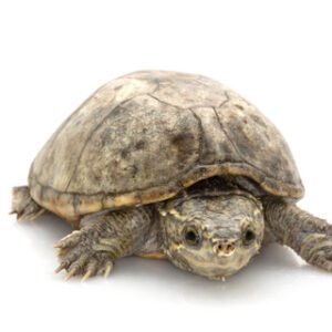 musk turtle