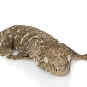 new caledonian giant gecko