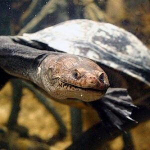 new guinea sideneck turtle