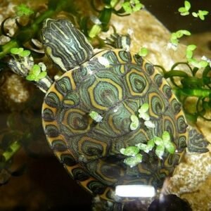 nicaraguan slider turtle
