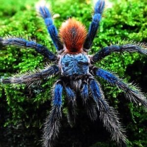 dolichothele diamantinensis
