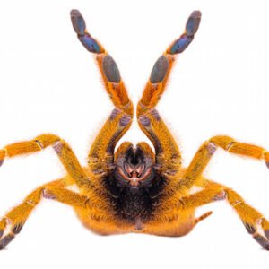 orange baboon tarantula