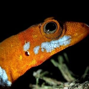 gecko with orange head