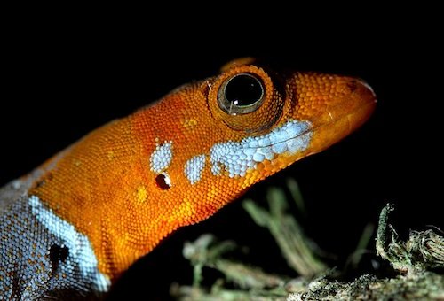 gecko with orange head