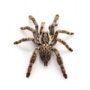 ornamental baboon tarantula