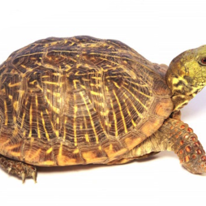 ornate box turtle