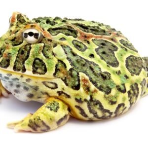 pacman frog for sale