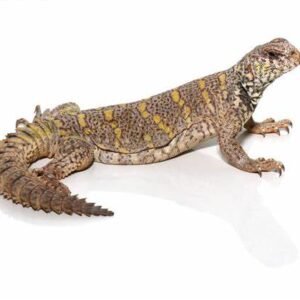 ornate uromastyx