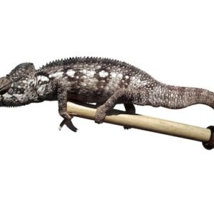 oustalet's chameleon