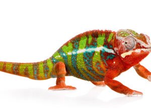 buy panther chameleon