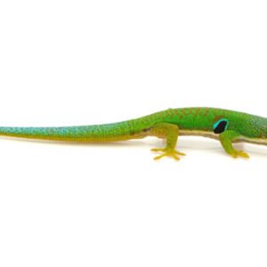 peacock day gecko