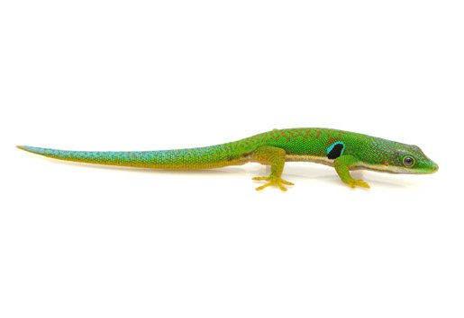 peacock day gecko