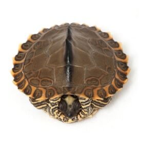 pearl river map turtle