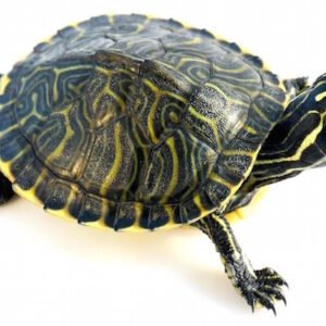 peninsula cooter turtle