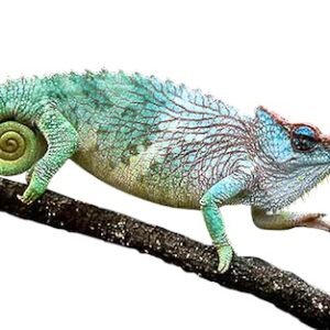 pfeffer's chameleon