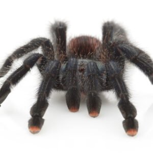 pinktoe tarantula