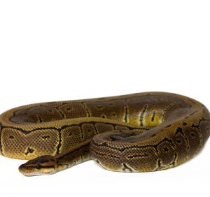 pinstripe ball python