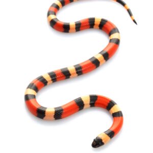 2 month old milk snake pueblan