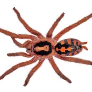 pumpkin patch tarantula