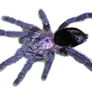 purple pink toe tarantula
