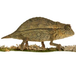 Pygmy Leaf Chameleon