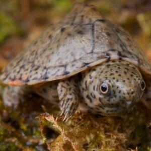 razorback musk turtle