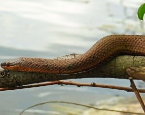 red bellied water snake