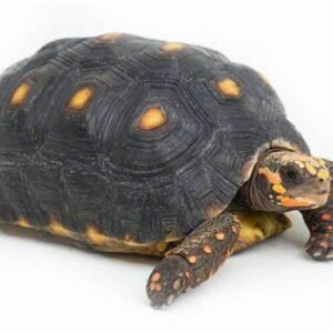 red footed tortoise