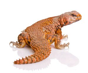 red niger uromastyx