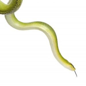 red tailed green rat snake