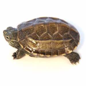 reeves turtle