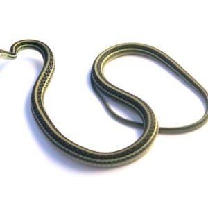ribbon snake