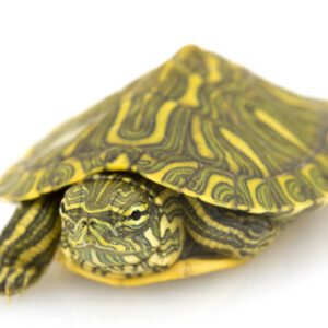 rio grande slider turtle