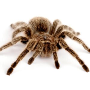 rose hair tarantula