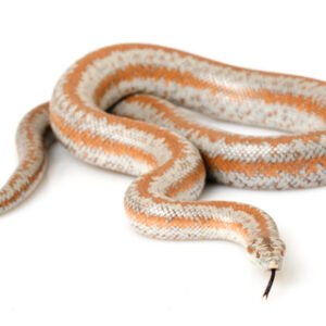 rosy boas for sale