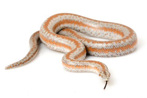 rosy boas for sale