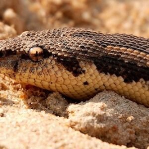 rough scaled sand boa