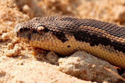 rough scaled sand boa