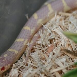 Ruby Eye Lavender California King Snake