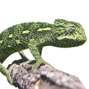 sahel chameleon