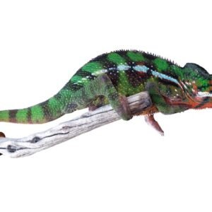 sambava panther chameleon