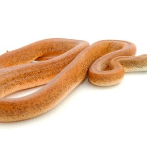 green-tree-python-for-sale