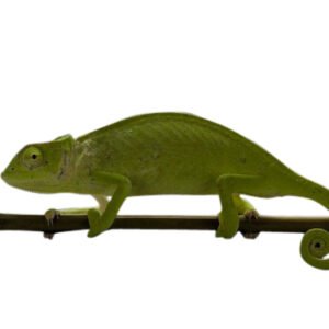 Senegal chameleon